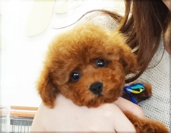 プティちゃん　Baby／トイプードル