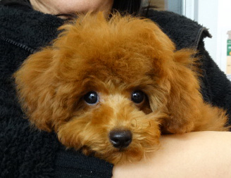 アンジュちゃんbaby／トイプードル