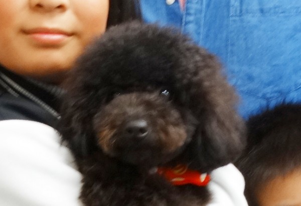 パールちゃん  Baby／トイプードル