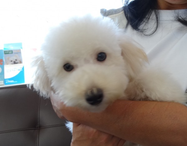 シェリーちゃんBaby／トイプードル