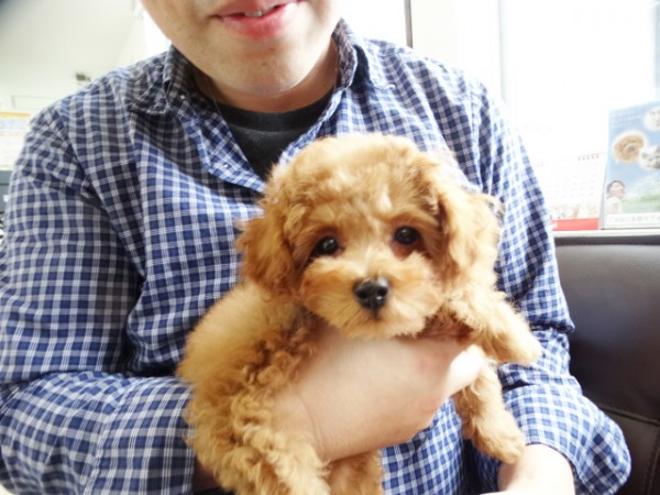 メイちゃん baby／トイプードル