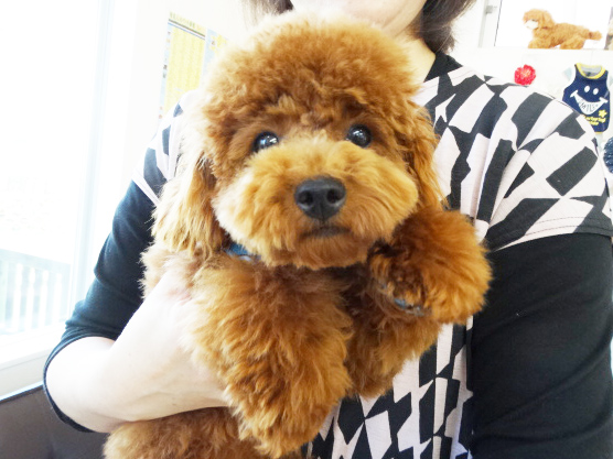 ミシェルちゃん baby／トイプードル