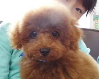 プティちゃんBaby／トイプードル