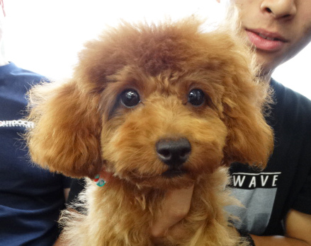 ルルちゃんBaby／トイプードル