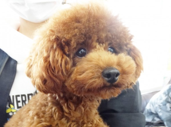 プティちゃんBaby／トイプードル