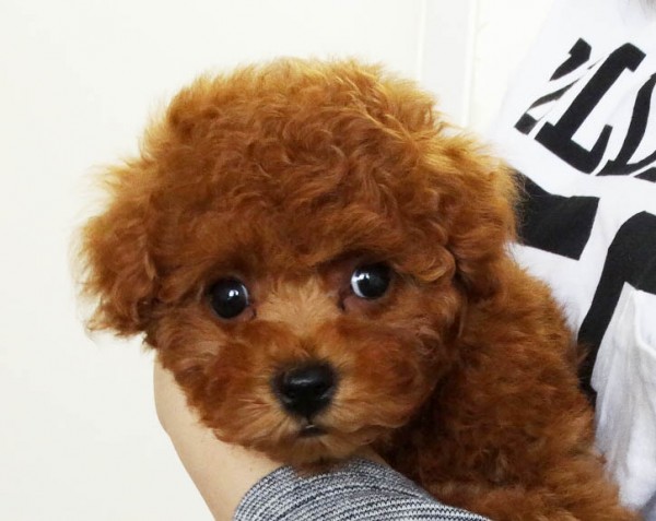 ミシェルちゃんBaby／トイプードル