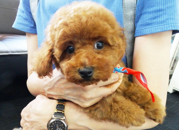 プティちゃんBaby／トイプードル