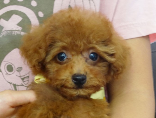  ポシェットちゃんBaby　 ／トイプードル