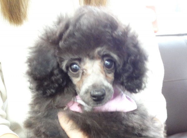 ローラ　ちゃんBaby／トイプードル