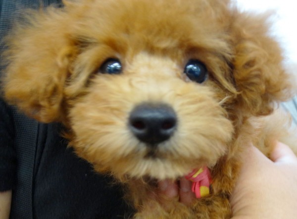 ヒナちゃんBaby／トイプードル