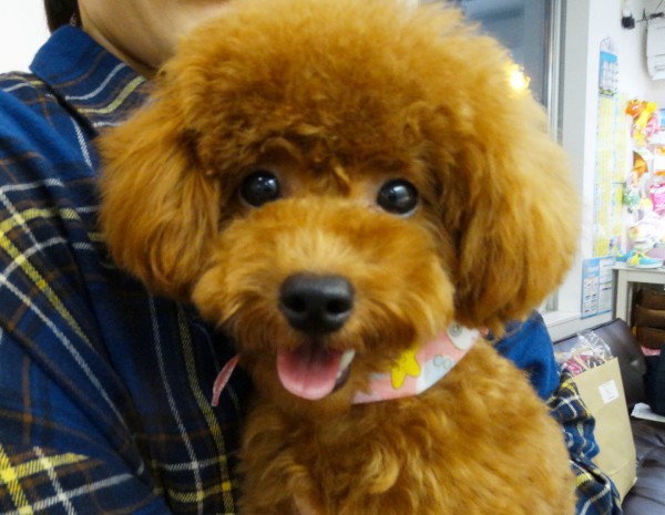 ミシェルちゃんBaby／トイプードル