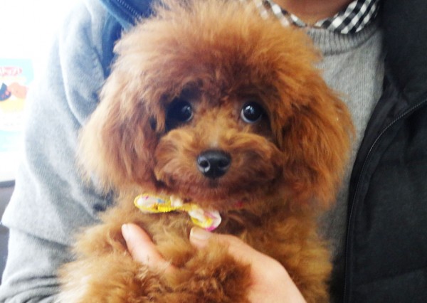 シェリーちゃんBaby／トイプードル