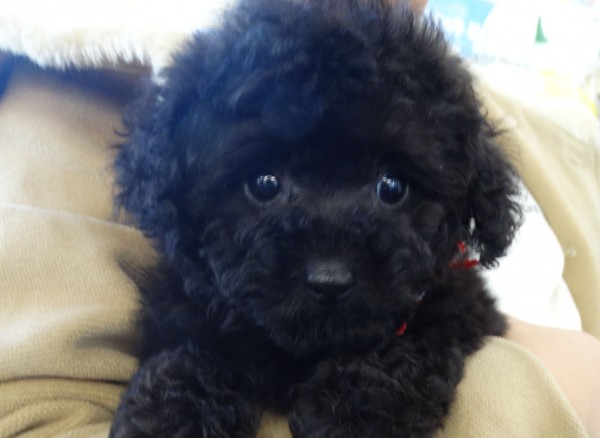 ルージュちゃん　Baby　／トイプードル