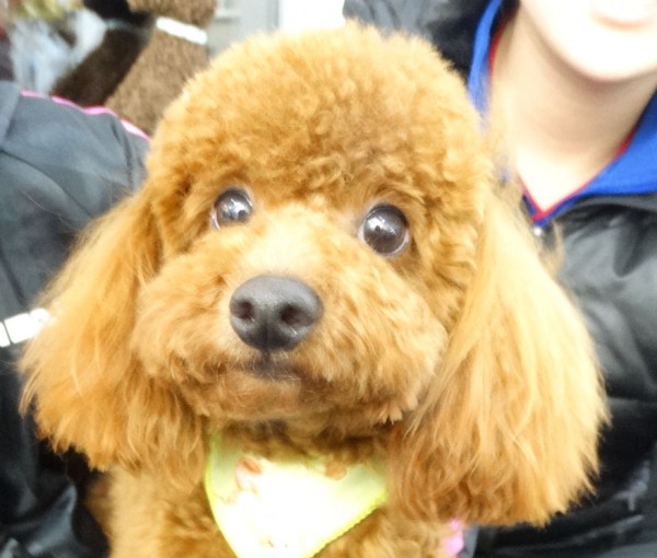 コトちゃん　Baby／トイプードル