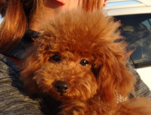 ポシェットちゃんBaby／トイプードル