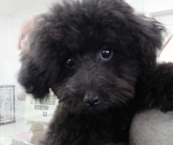 ミシェルちゃん　Baby／トイプードル