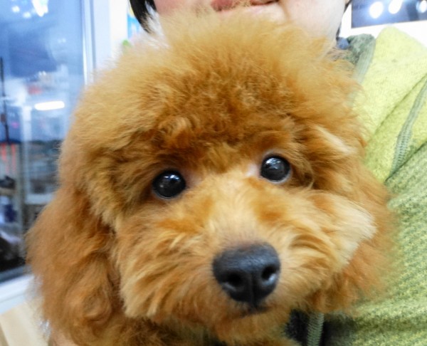 ポシエット baby／トイプードル