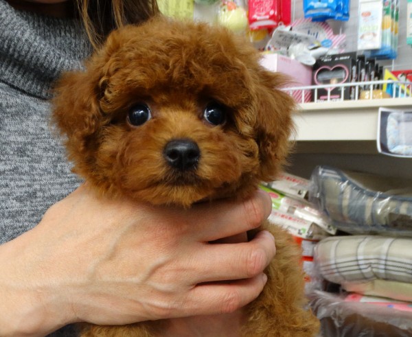 ルルちゃん　Baby　／トイプードル