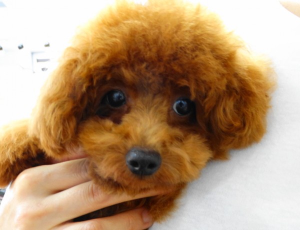 アリスちゃん Baby（極小）／トイプードル