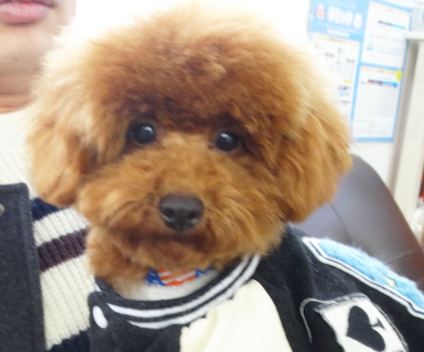 ポシェットちゃんBaby／トイプードル