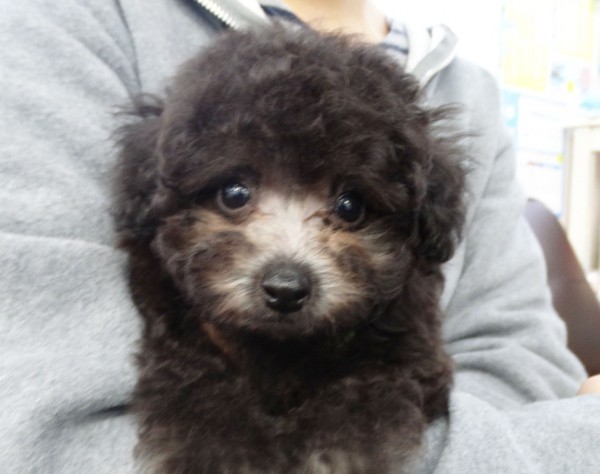 ローラちゃん Baby／トイプードル