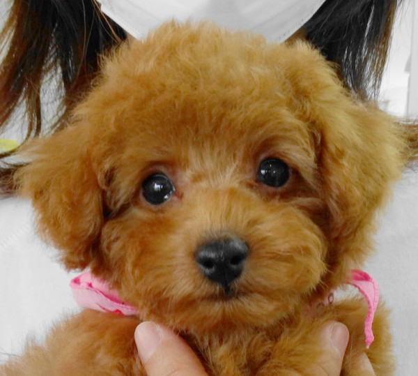 ポシェットちゃんBaby　レッド／トイプードル