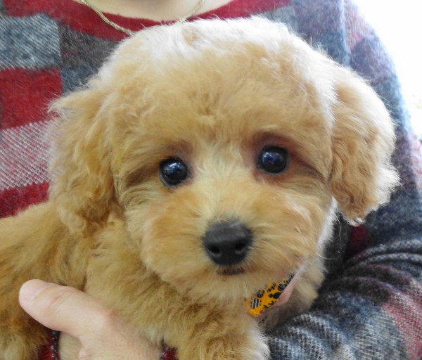 ポシェットちゃんBaby／トイプードル