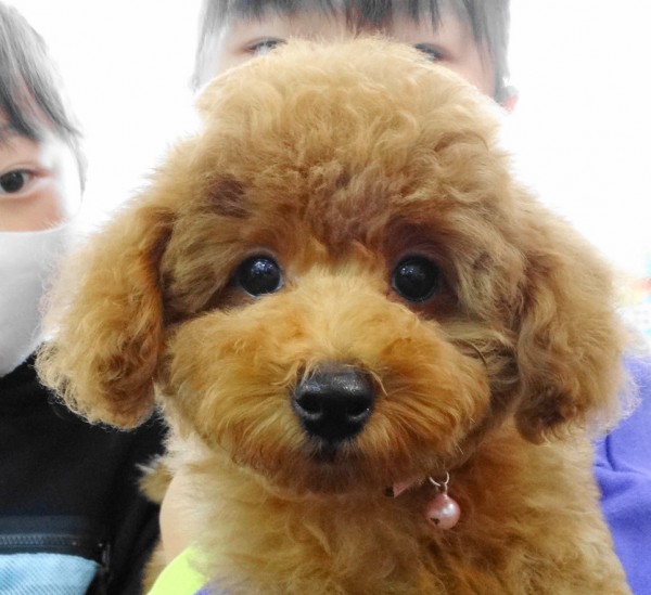 ルージュちゃんbaby／トイプードル