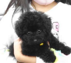 アンジュちゃんBaby(小さめ）／トイプードル