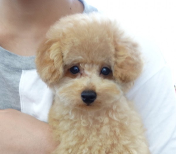 ポシェットちゃん　Baby　／トイプードル