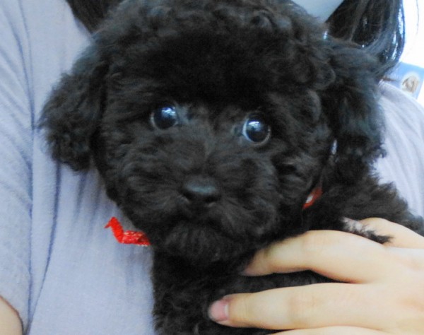 うたちゃん　Baby  ／トイプードル