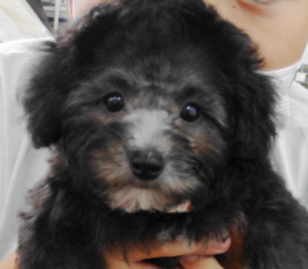 パールちゃんBaby　／トイプードル