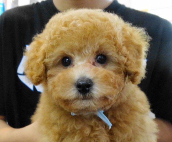 エマちゃんBaby／トイプードル