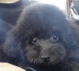 結ちゃんBaby／トイプードル