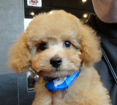 詩ちゃんBaby／トイプードル