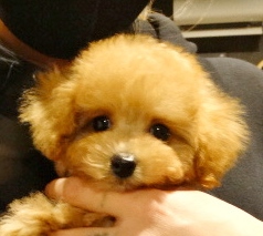 サラちゃんBaby　（小）／トイプードル