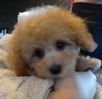       モナちゃんBaby                              ／トイプードル