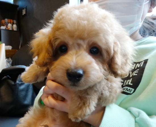 モナちゃんBaby           ／トイプードル