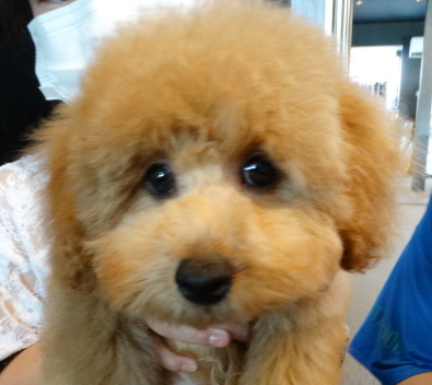 サラちゃんBaby　／トイプードル