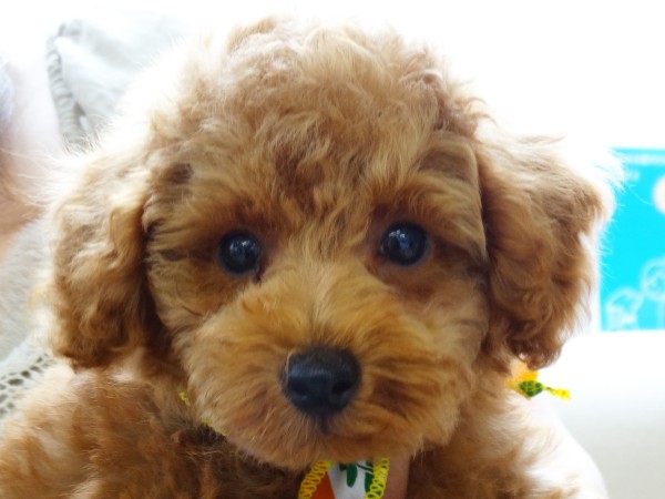 メイ　Ｂａｂｙ／トイプードル