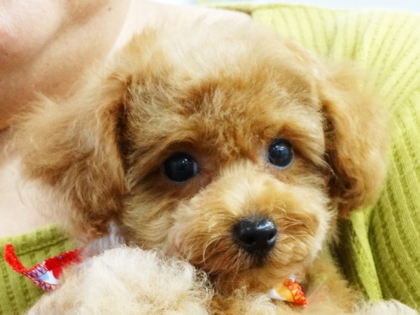 メイ　Ｂａｂｙ／トイプードル