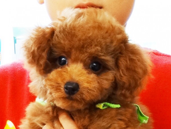 メイ　Ｂａｂｙ／トイプードル