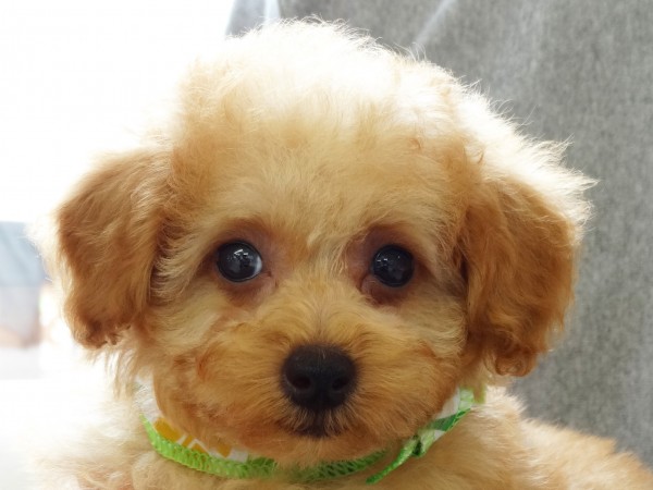 シェリー　Ｂａｂｙ／トイプードル