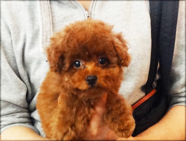 シェリーちゃんBaby／トイプードル