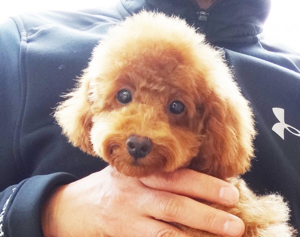 ノア　ちゃん　baby／トイプードル