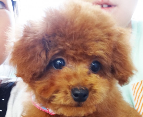 ココちゃん Baby 　／トイプードル