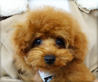 アンジュちゃんBaby／トイプードル