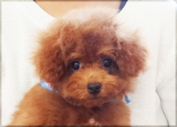 シェりーちゃんBaby／トイプードル