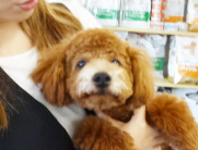 コトちゃん　Baby／トイプードル