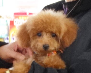 ヒナちゃんbaby／トイプードル